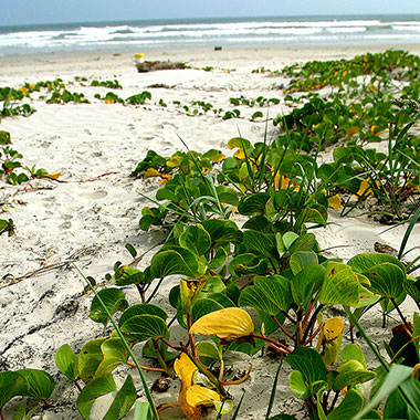 Port Aransas Beach Flowers