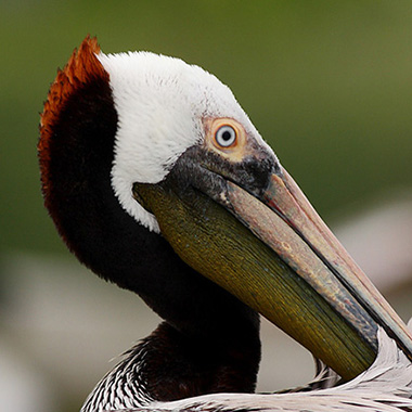 Port Aransas Pelican