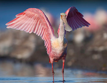 Port Aransas Birding and Nature